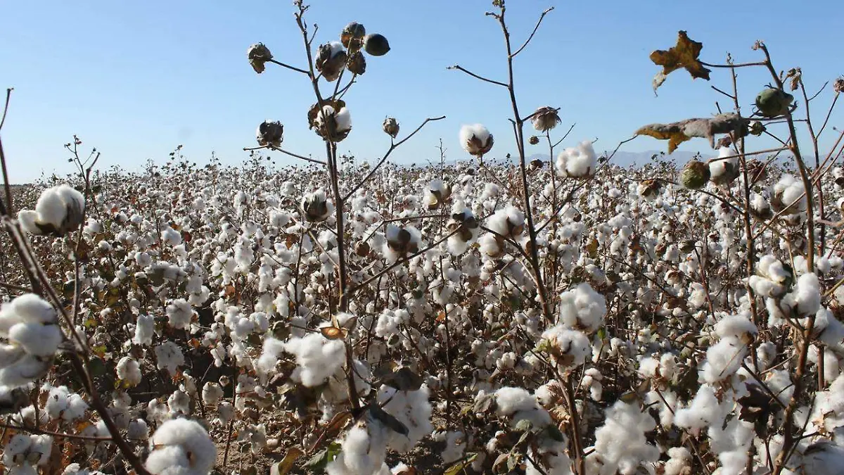 10 EN RIESGO EL CULTIVO DEL ALGODONERO2